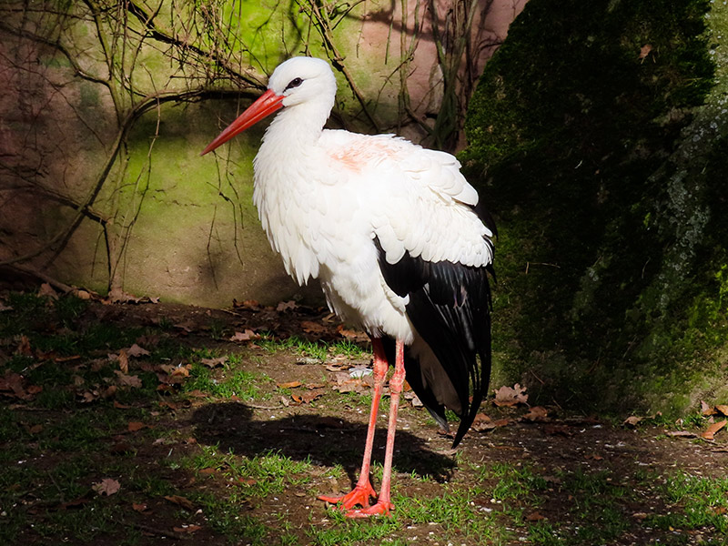 Vogelschutzwarte Storchenhof Loburg e. V.